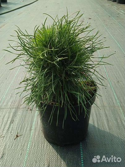 Сосны горные в ассортименте