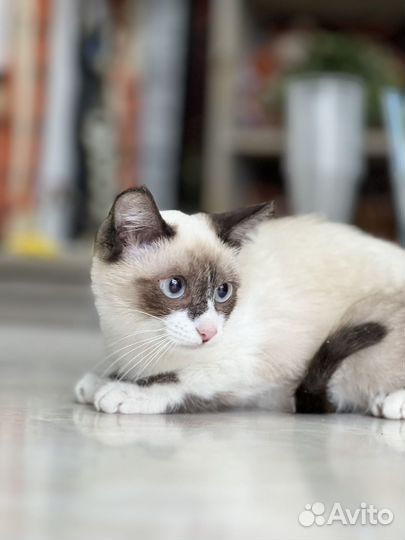 Котенок Гав