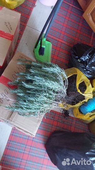 Лаванда саженцы