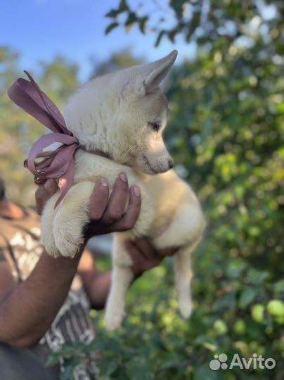 Щенки сибирской хаски, девочка