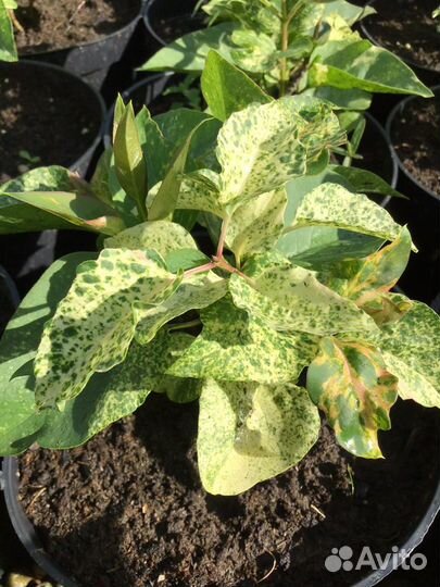 Сирень Аукубафолия С3