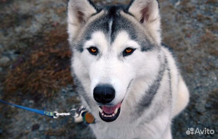 Передержка собак / Догситтер / Выгул собак