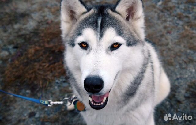 Передержка собак / Догситтер / Выгул собак