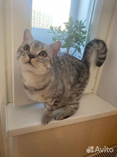 Котик в дар