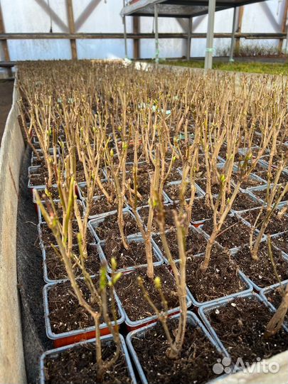 Сирень надежда