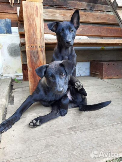 Щенки в добрые руки