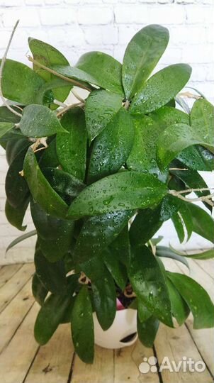 Хойи срезом