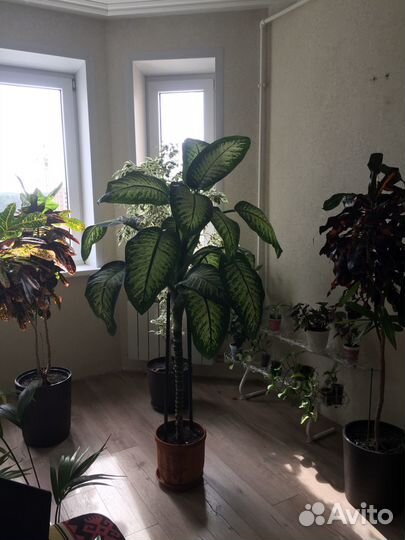 Комнатные растения -диффенбахия