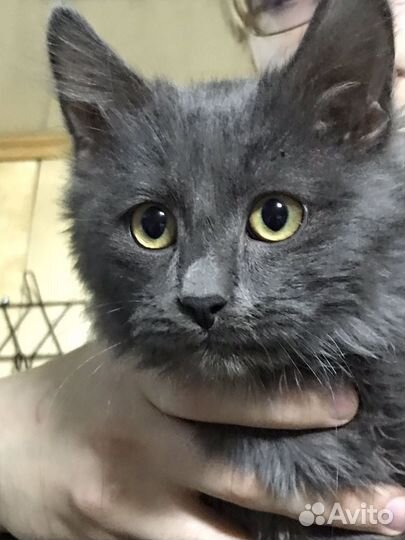 Британская кошка