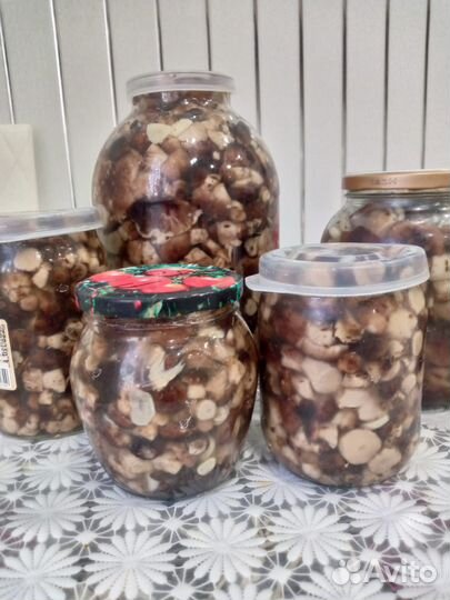 Грибы валуи, сыроежки