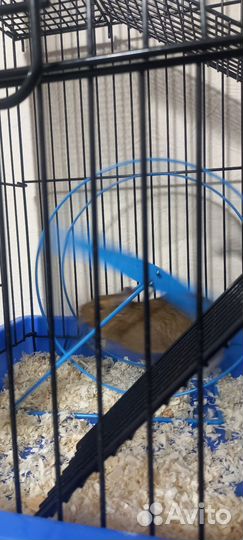 Две Чилийские белки дегу с клеткой