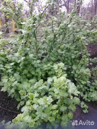 Саженцы крыжовника