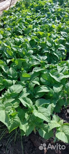 Рассада помидор, перец, огурцы, капуста