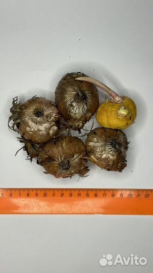 Проснувшиеся луковицы гладиолусов