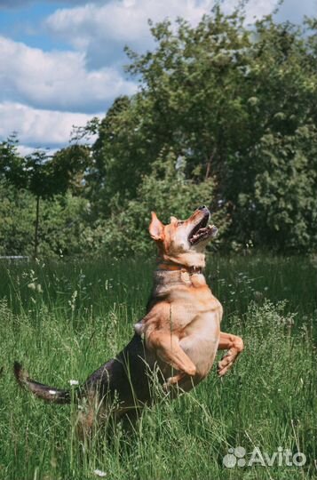 Собака в добрые руки