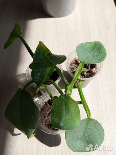 Филодендрон