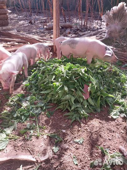 Поросенок ландрас