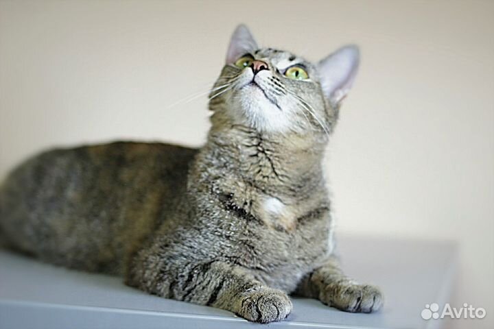 Ласковая молоденькая кошечка в дар