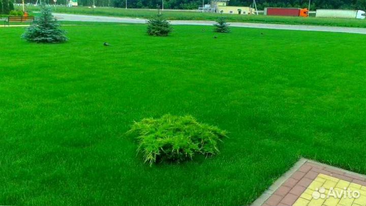 Газон. Рулонный газон
