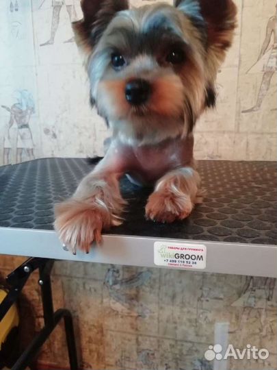 Груминг собак