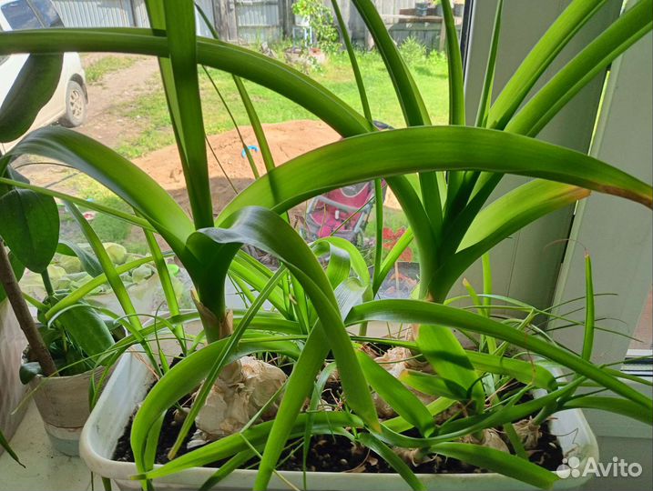 Индийский лук