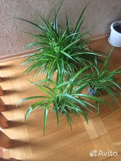 Хлорофитум