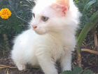 Продаем белого котенка курильского бобтейла в разв