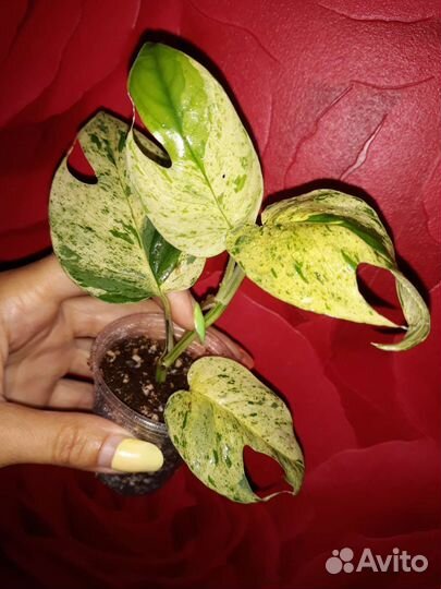 Эпипремнум Пиннатум Марбл Вайт, новинка Вайт Марбл