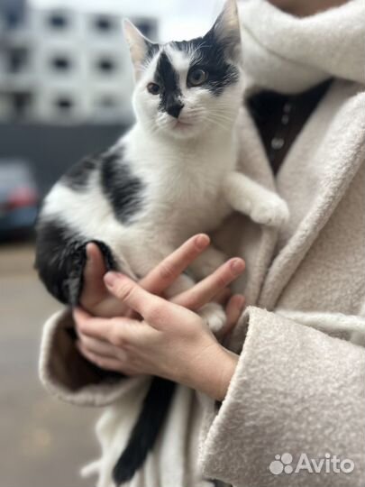 Кошка в добрые руки