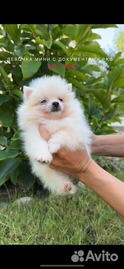 Шпицы с документами РКФ девочки и мальч