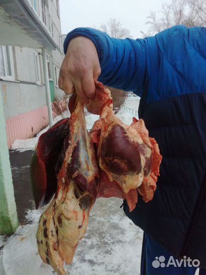 Ливер телята