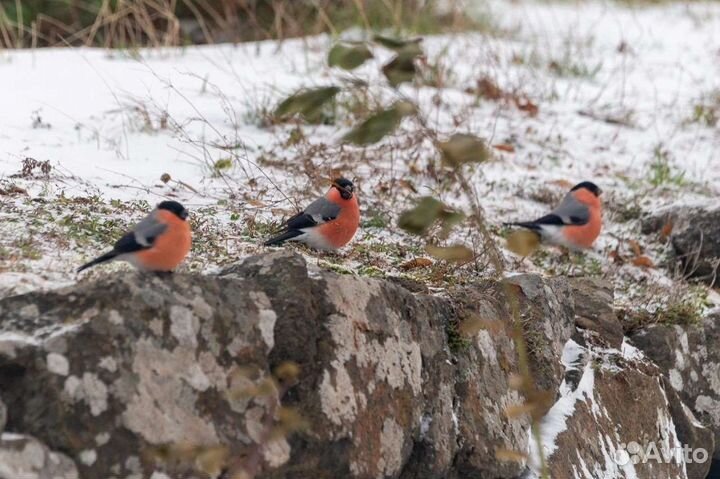 Экскурсии,прогулки на Валаам,Ладожские шхеры