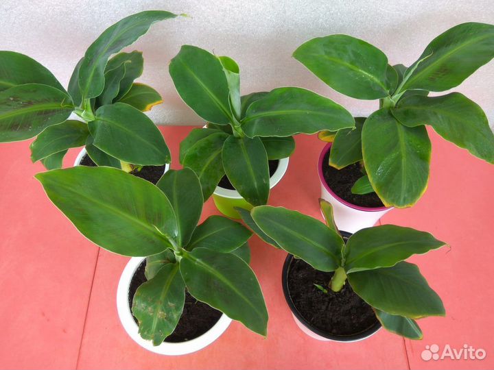 Банановое дерево