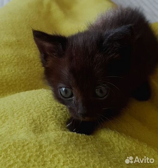 Котенок в добрые руки