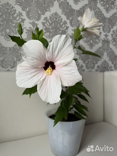 Гибискус сортовой / комнатный цветок