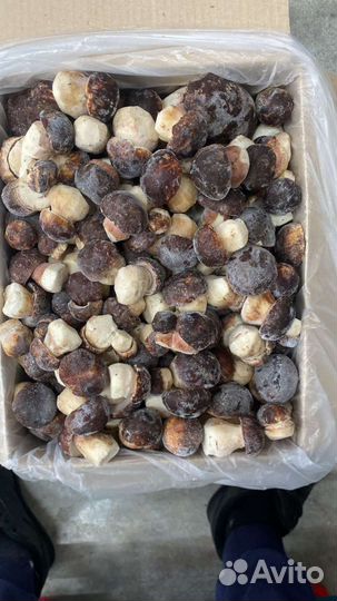 Свежезамороженный Белый гриб (цельный) 1 сорт
