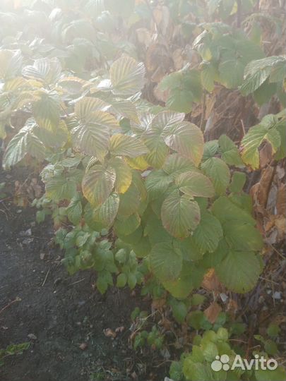 Саженцы малины