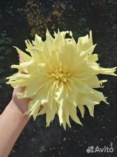 Георгины клубни