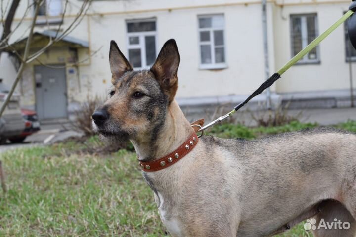 Собака -обнимака в добрые руки