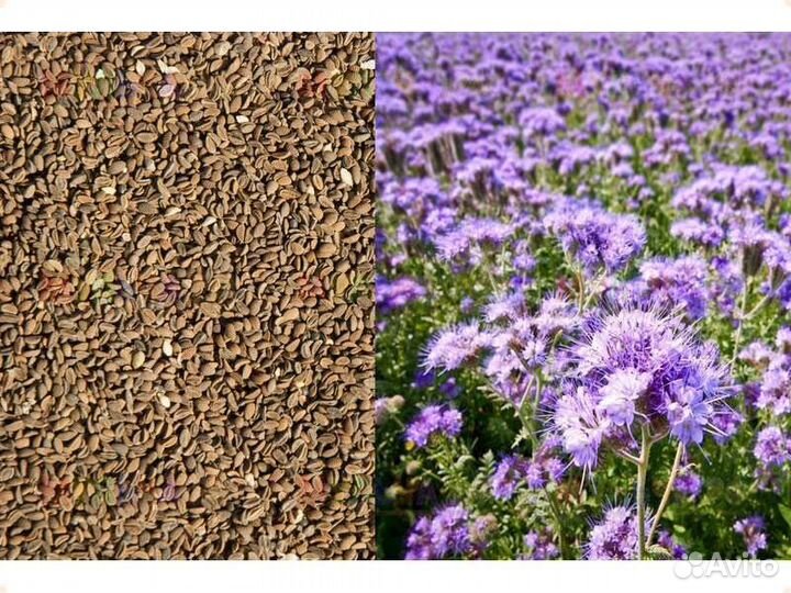 Семена фацелии