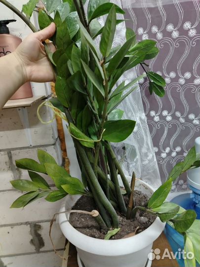 Замиокулькас