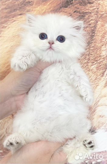 Длинношерстная серебристая шиншилла