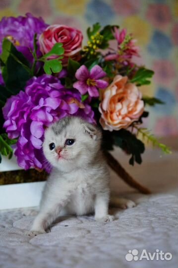 Шотландская вислоухая девочка