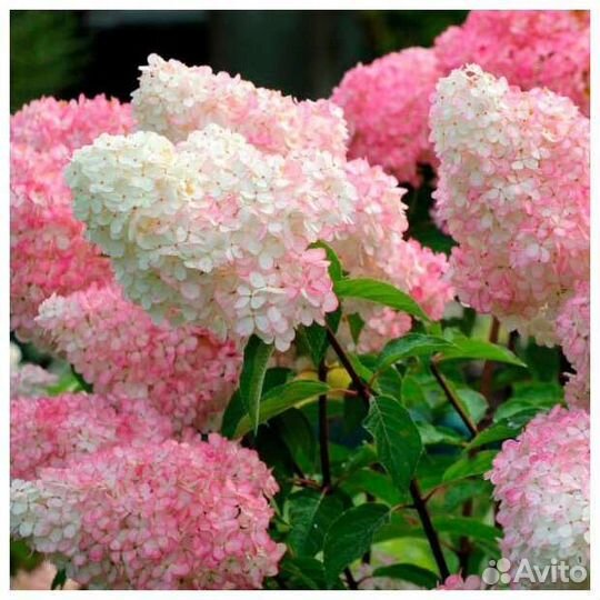 Гортензия метельчатая