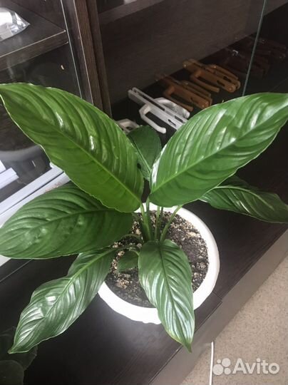 Спатифиллум