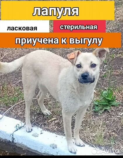 Лапочка Бонечка приучена к выгулу