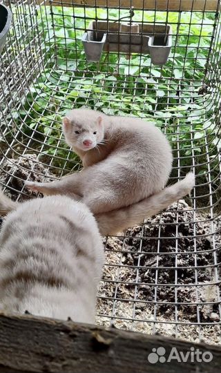 Щенки норки