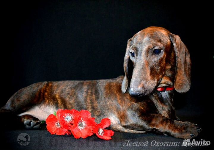 Щенок стандартной таксы тигрового окраса - РКФ