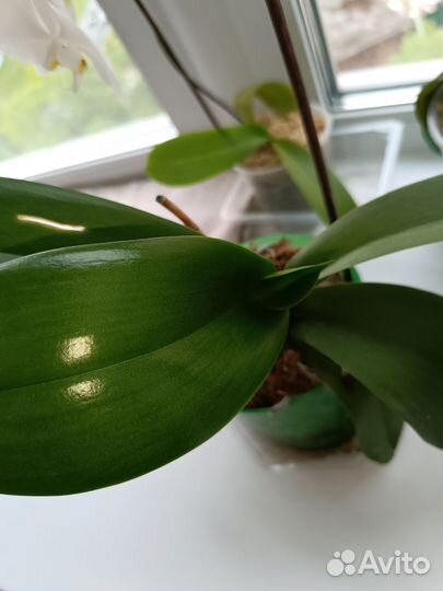 Орхидея дендробиум, Фаленопсис