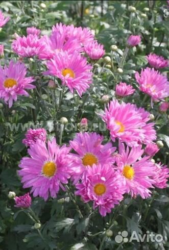 Хризантемы желтая, розовая, Хоста, Нарциссы